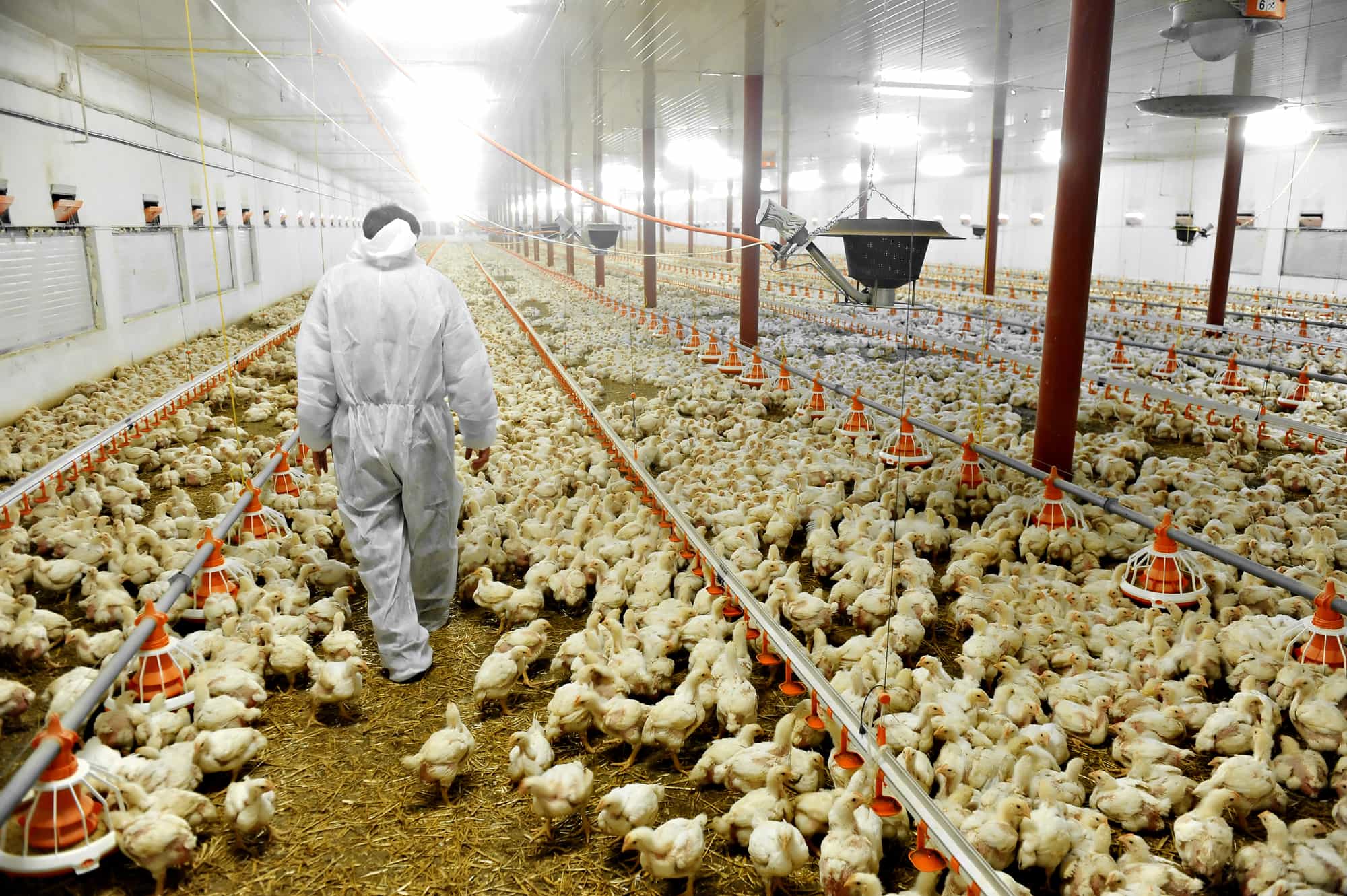 8 Tips for Successful Poultry Farming in Dubai